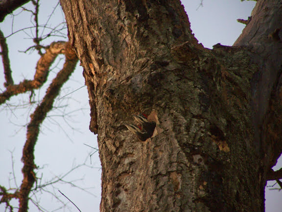 Woodpecker Babies in Clay County Alabama Woodpecker Babies in Clay County Alabama