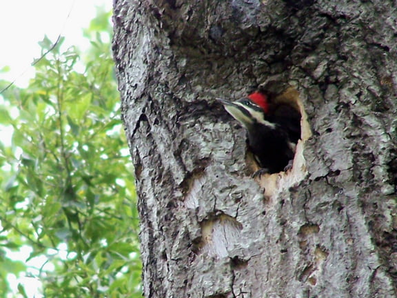 Woodpecker_Babies_10 baby woodpeckers in clay county alabama